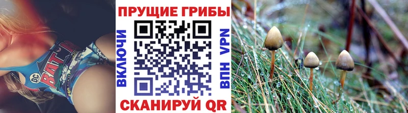 площадка состав  Медногорск  Псилоцибиновые грибы MAGIC MUSHROOMS 